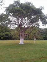 /album/inst-resgate-jo%c3%a3o-l-pizzato/a734360-393266250803347-703834402-n-jpg/